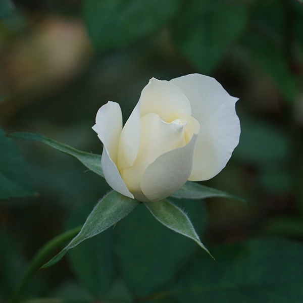 品種名COMING SOON